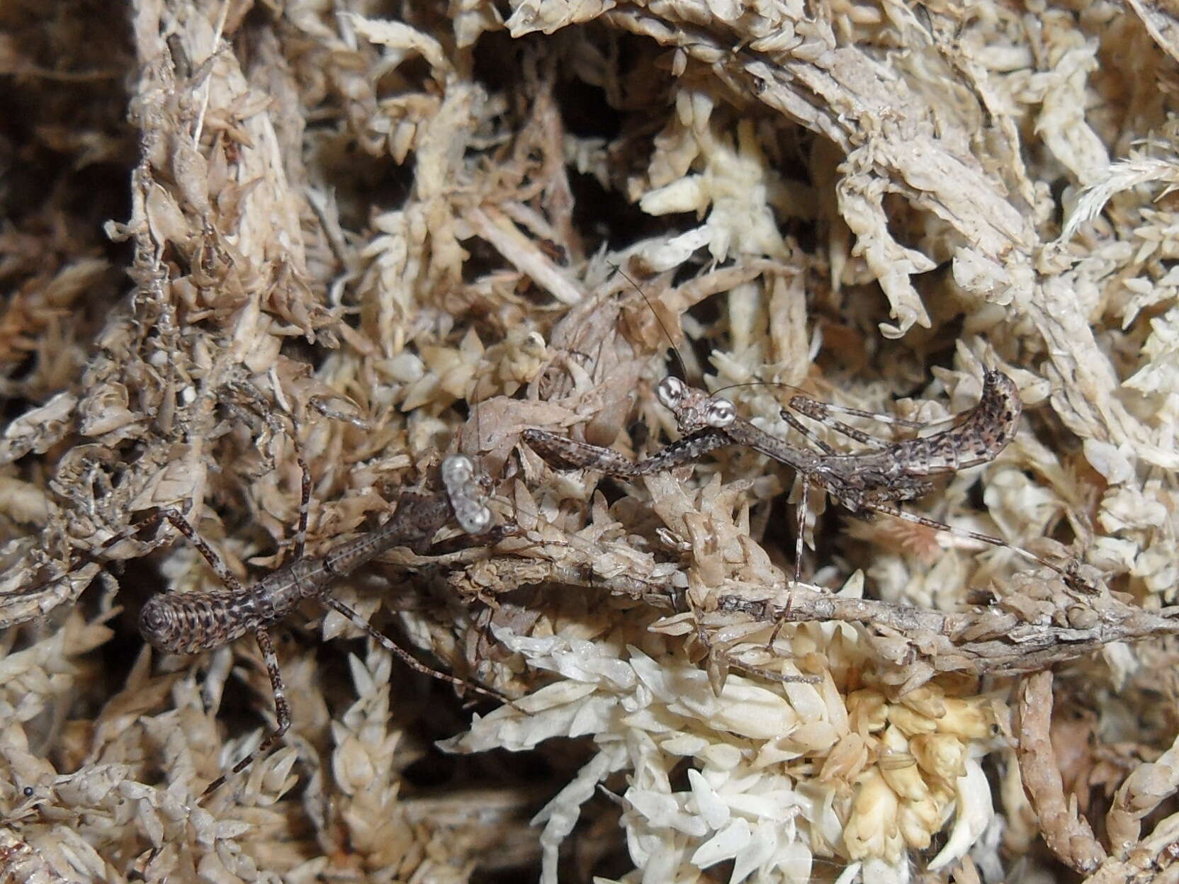 Image of Malaysian dead leaf mantis