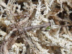 Image of Malaysian dead leaf mantis