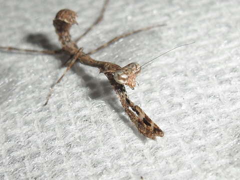 Image of Malaysian dead leaf mantis