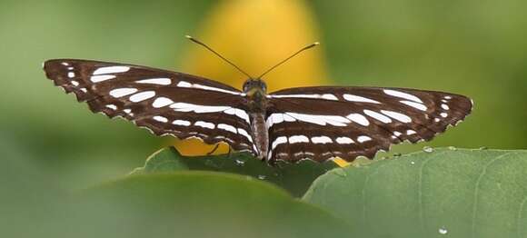 Image of Neptis hylas papaja Moore 1874