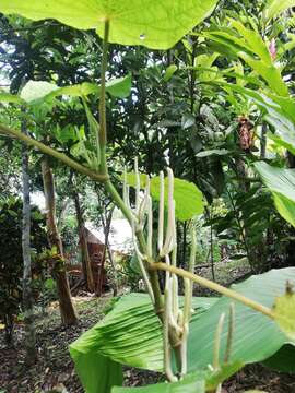 Слика од Piper umbellatum L.