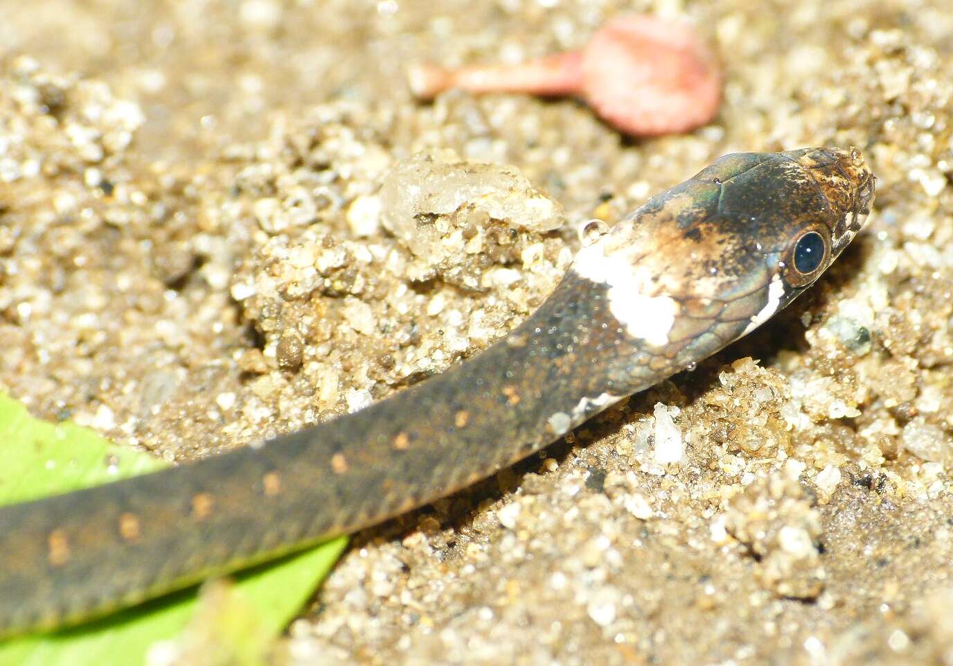 Image of Beddome’s Keelback