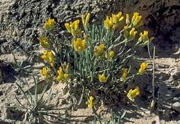 Image of pygmy bladderpod