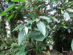 Image of Ficus variegata Bl.