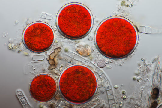 Image of <i>Haematococcus pluvialis</i> Flotow 1844