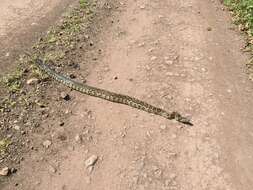 Image of Southern African Python