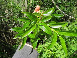 Image of Autumn Willow