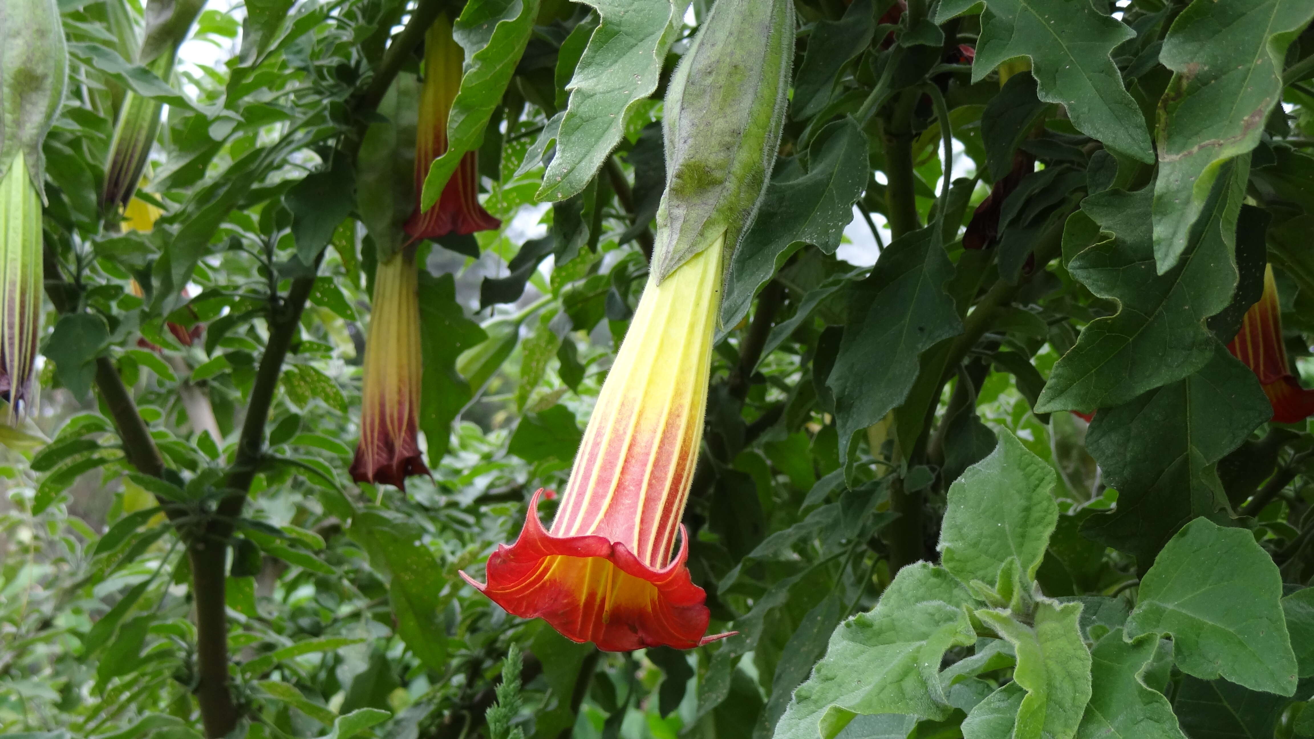 Image of red floripontio