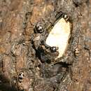 Image of Four-Spotted Fungus Beetle