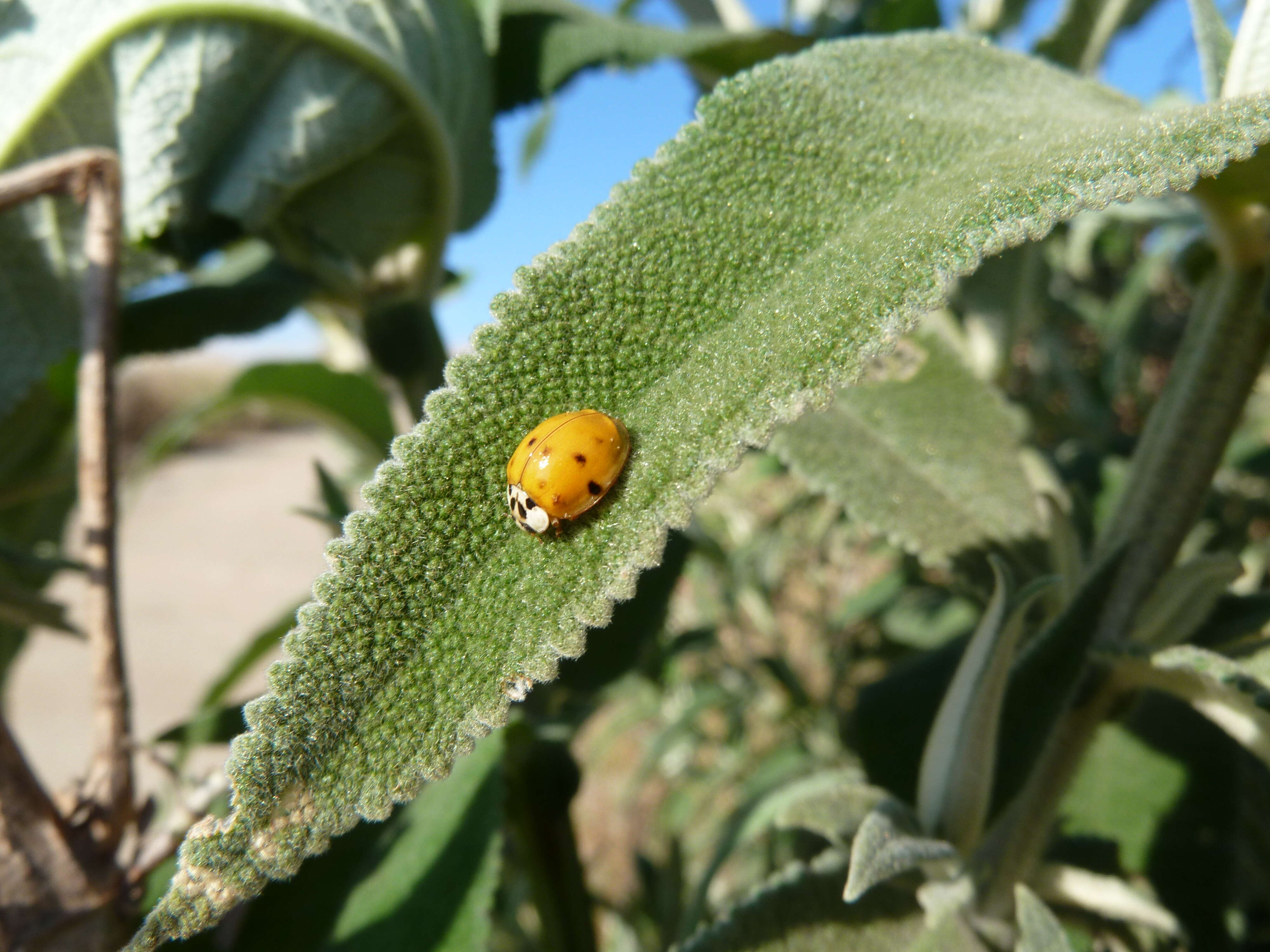 Image of Harlequin Ladybird