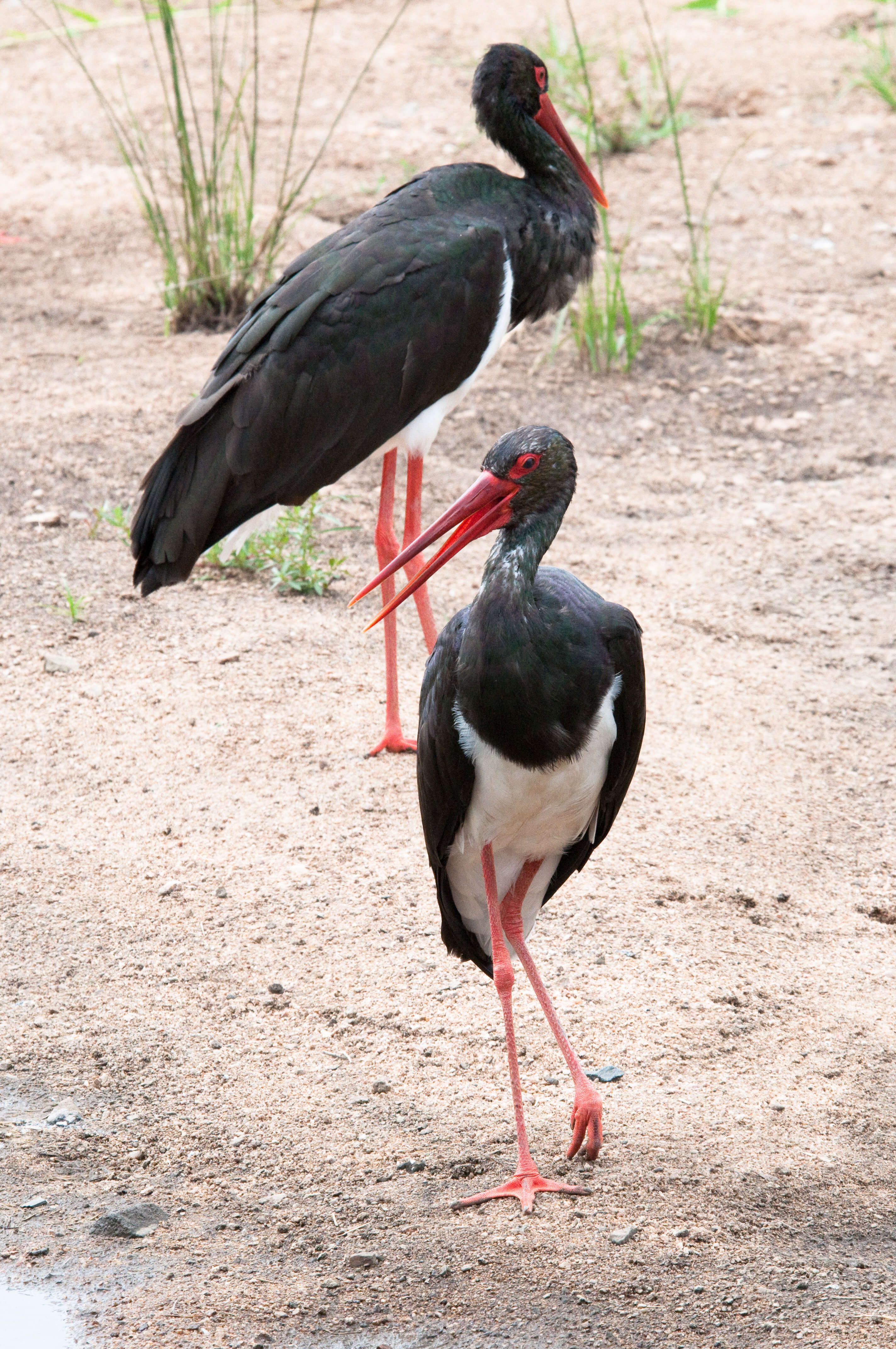 Image of Black Stork