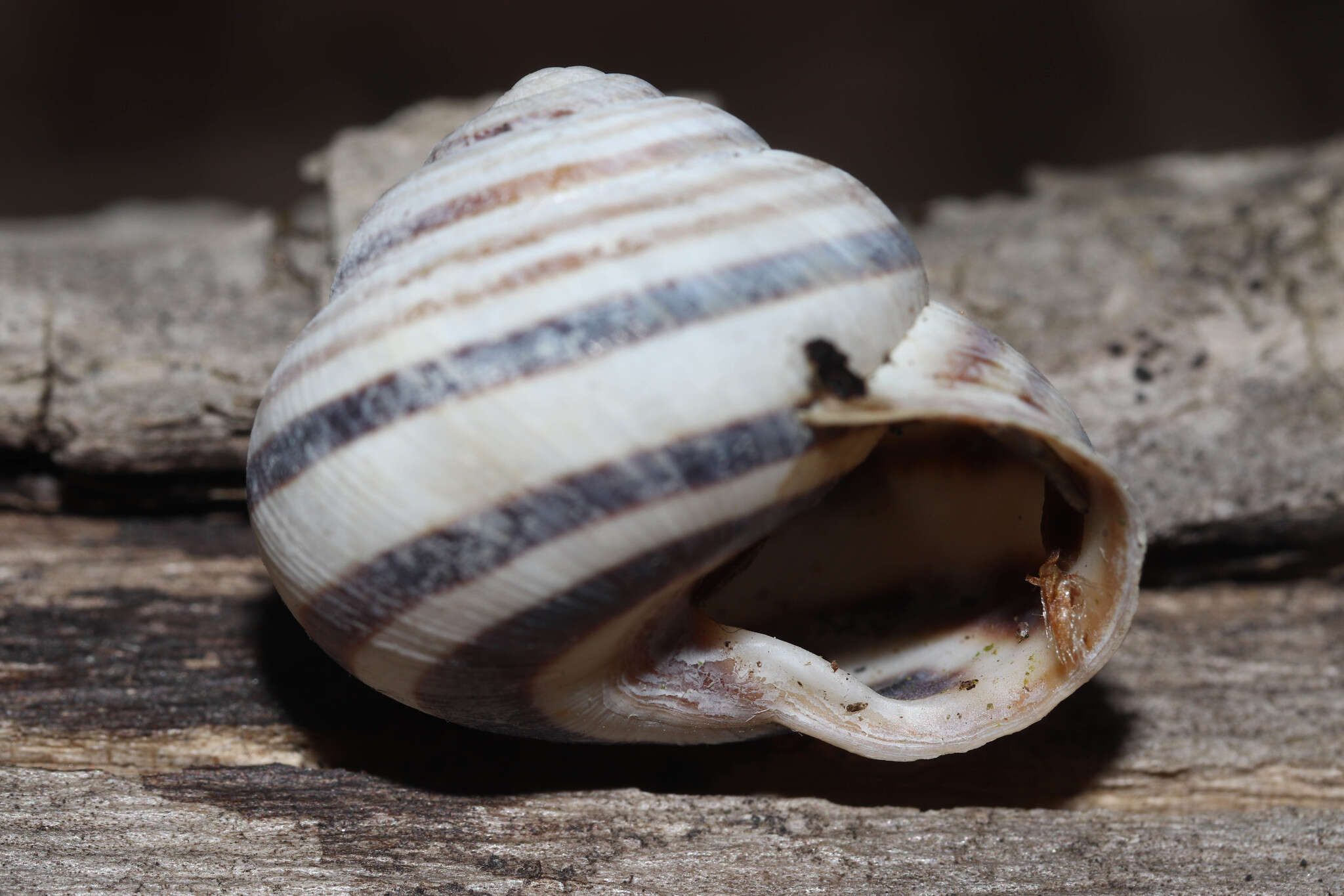 Image of Caucasotachea vindobonensis (C. Pfeiffer 1828)