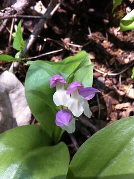 Image of showy orchid