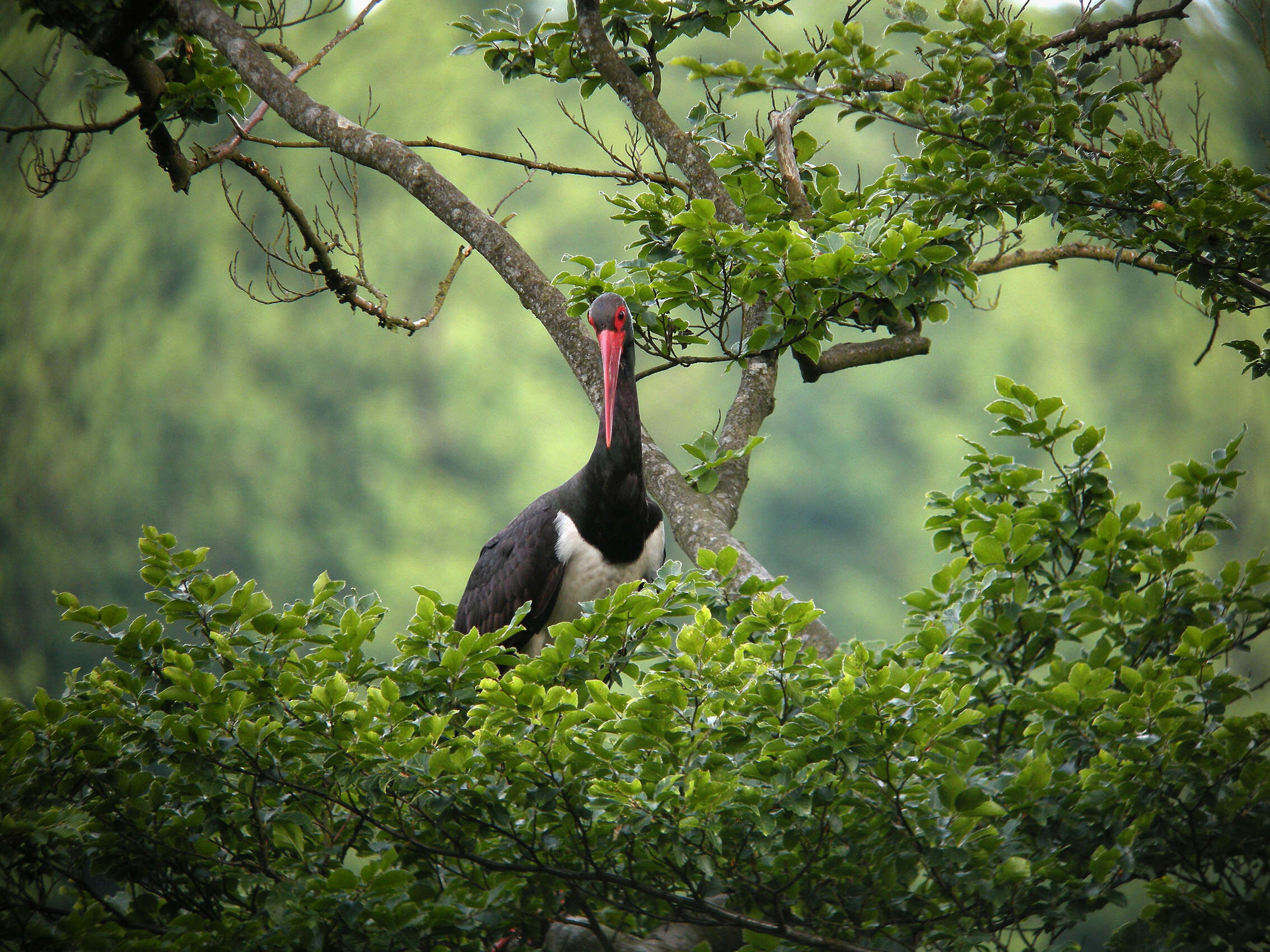 Image of Black Stork