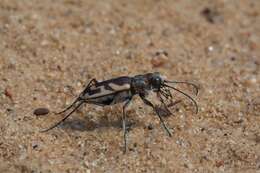 Image of Blowout tiger beetle