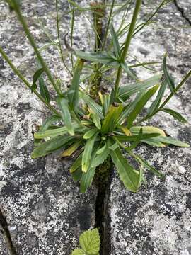 Image of Philadelphia fleabane