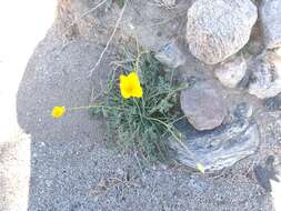 Imagem de Eschscholzia papastillii Still