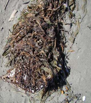 Image of Giant kelp