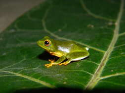 Image of Jayaram's bush frog