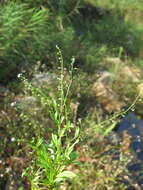 Image of Myosotis laxa subsp. cespitosa (C. F. Schultz) Nordh.