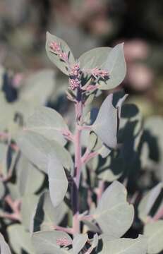 Image of Mallory's manzanita