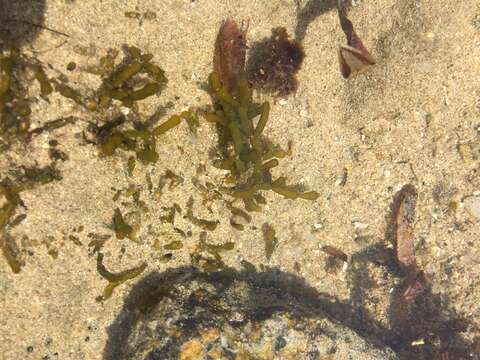 Image of Red algae