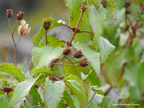 Image of Cistus populifolius L.