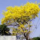 Image de Handroanthus guayacan (Seem.) S. O. Grose