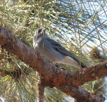 Image of Blue Chaffinch