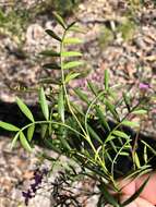 Image of Boronia rivularis C. T. White