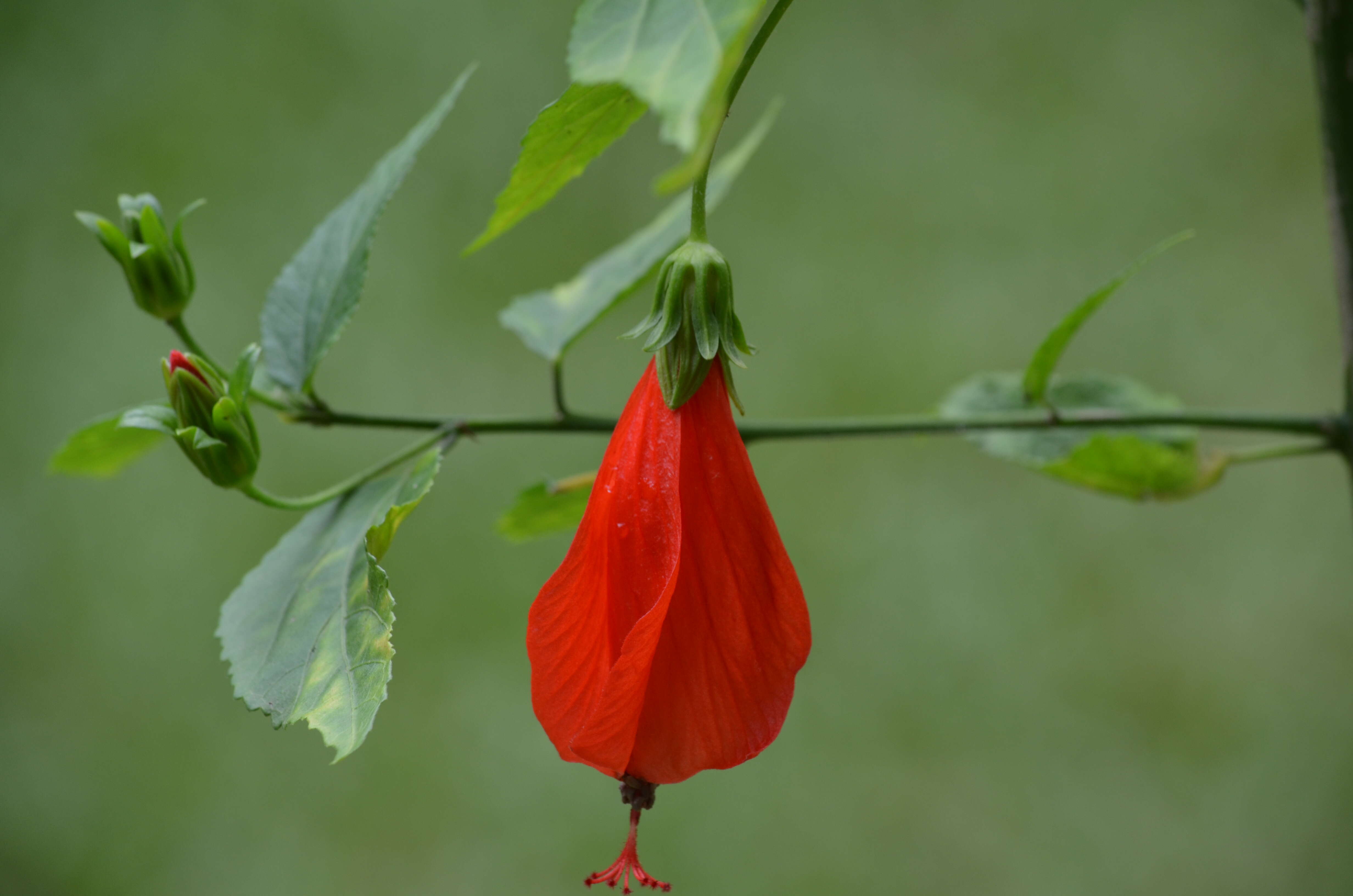 Image de Malvaviscus arboreus Cav.