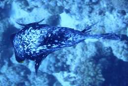 Image of Masked Puffer