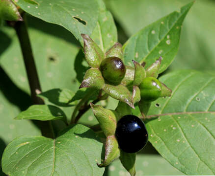 Image of Deadly Nightshade