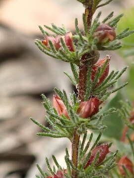 Hibbertia prostrata Hook. resmi