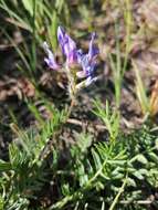 Image de Oxytropis altaica (Pall.) Pers.