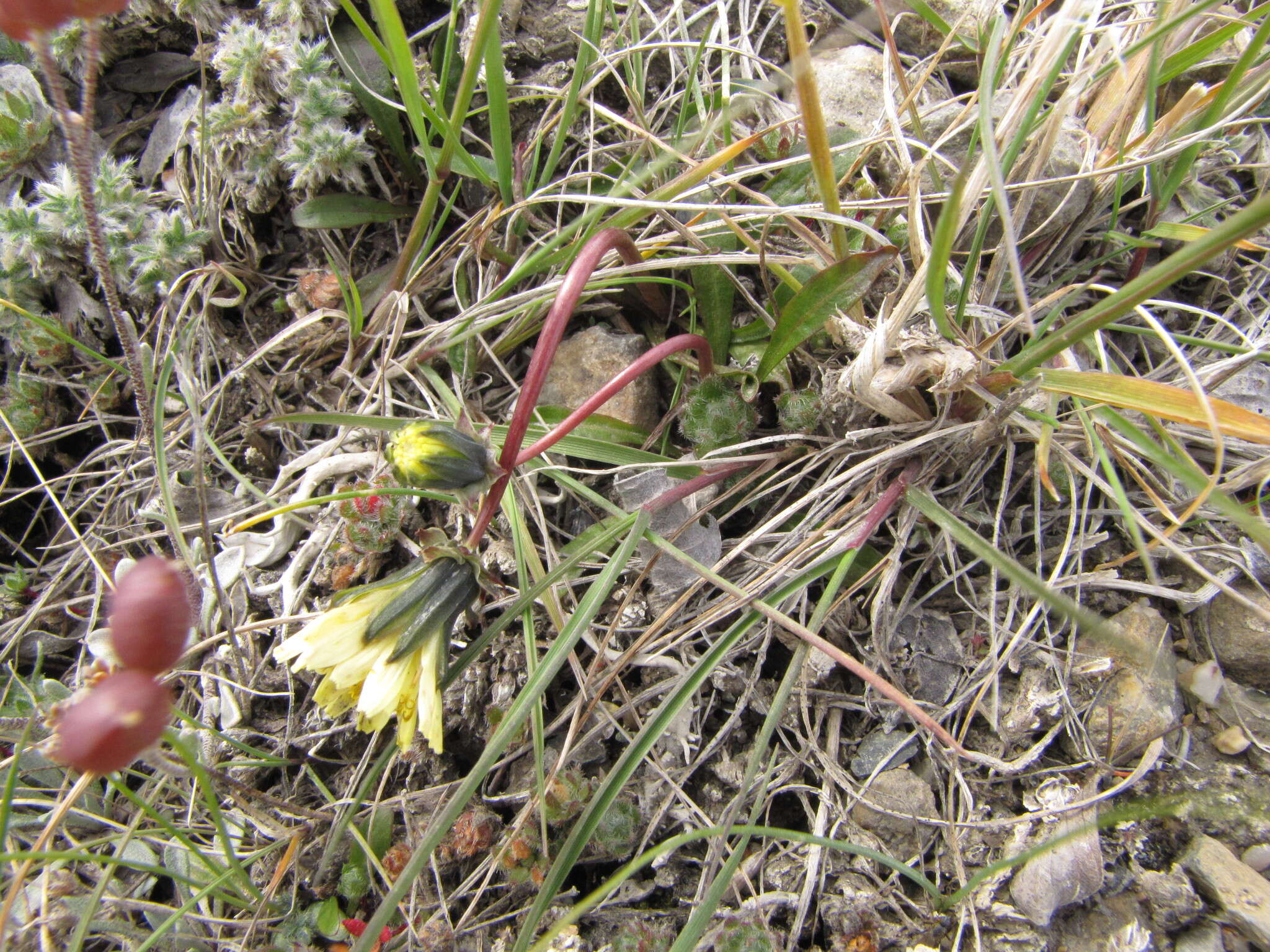 Image of Taraxacum hyparcticum var. schamurinii B. A. Yurtsev