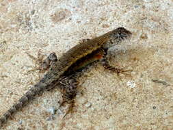 Image of Nelson's Spiny Lizard