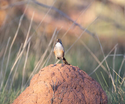 Image of Opalton Grasswren