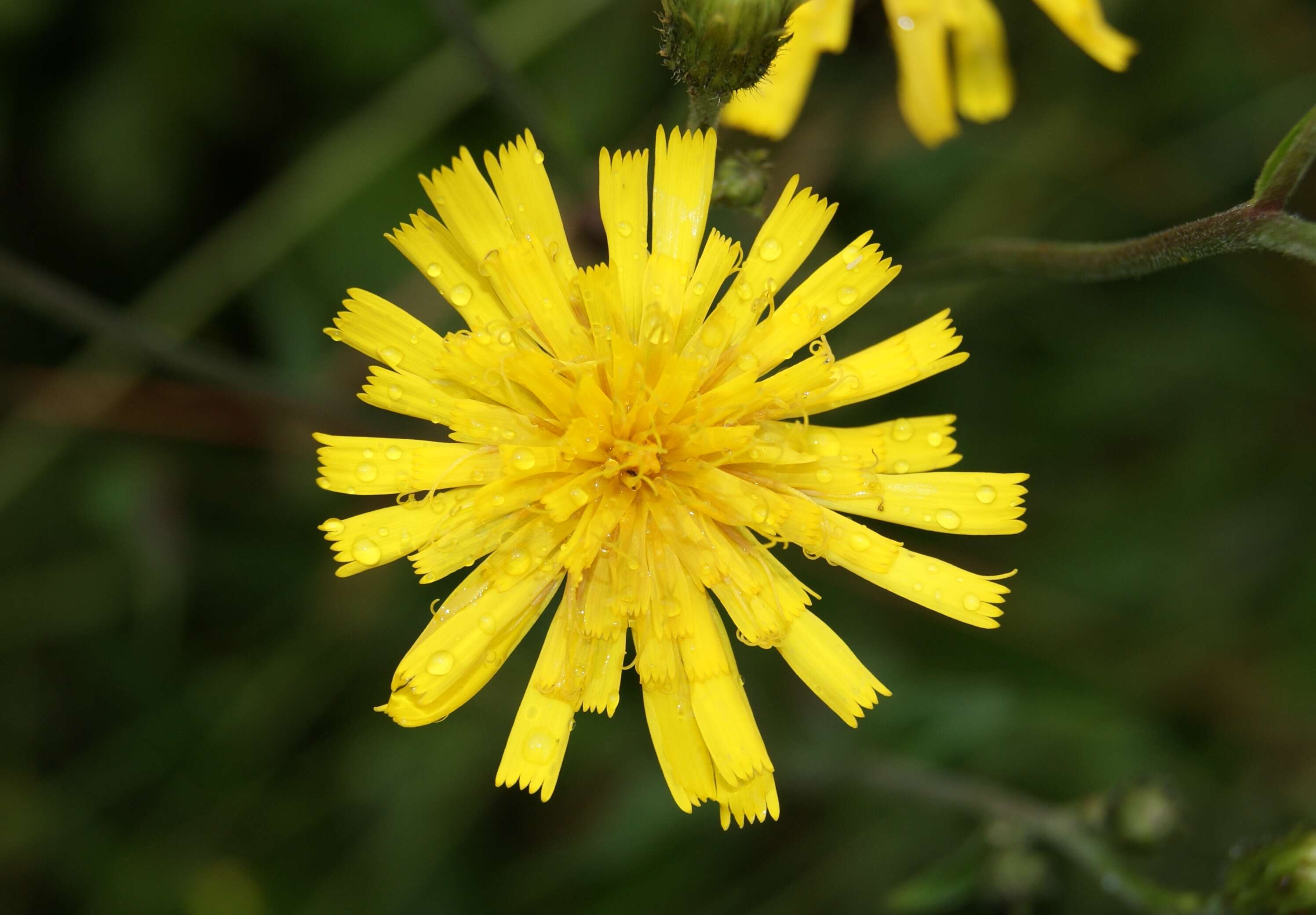 Hieracium laevigatum Willd. resmi