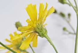 Image of smooth hawkweed