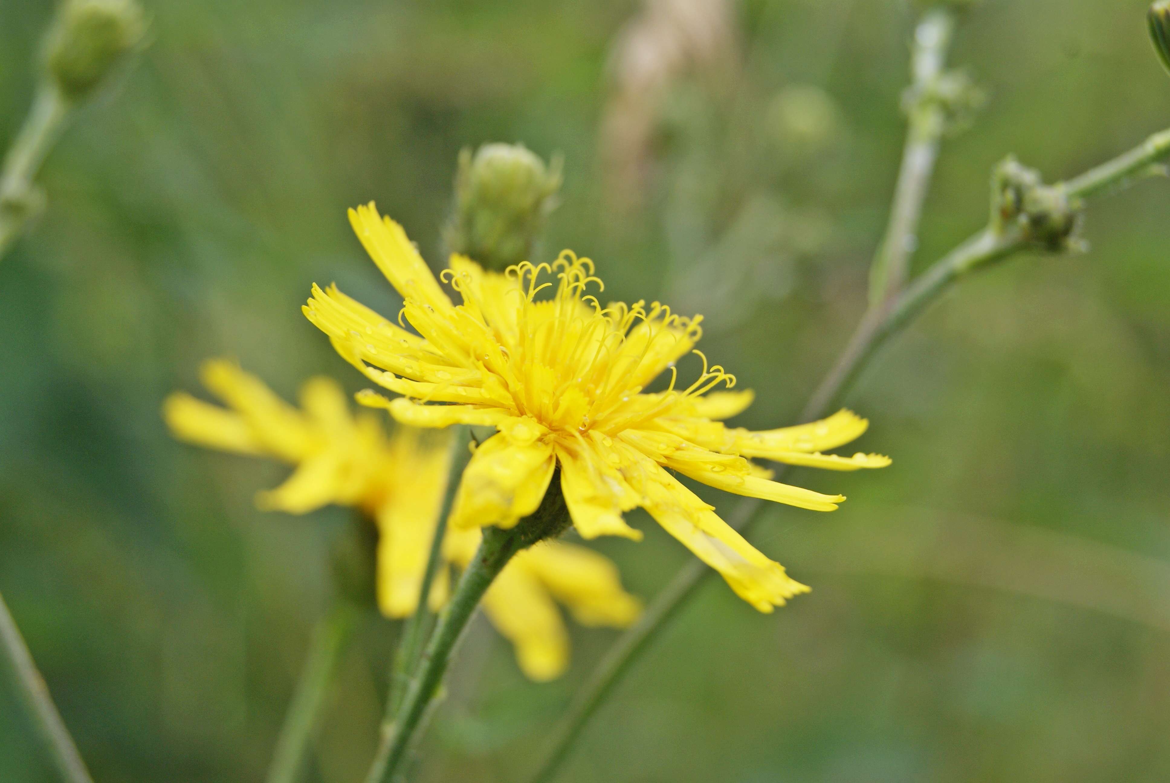 Hieracium laevigatum Willd. resmi