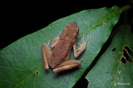 Image of Ansonia leptopus (Günther 1872)