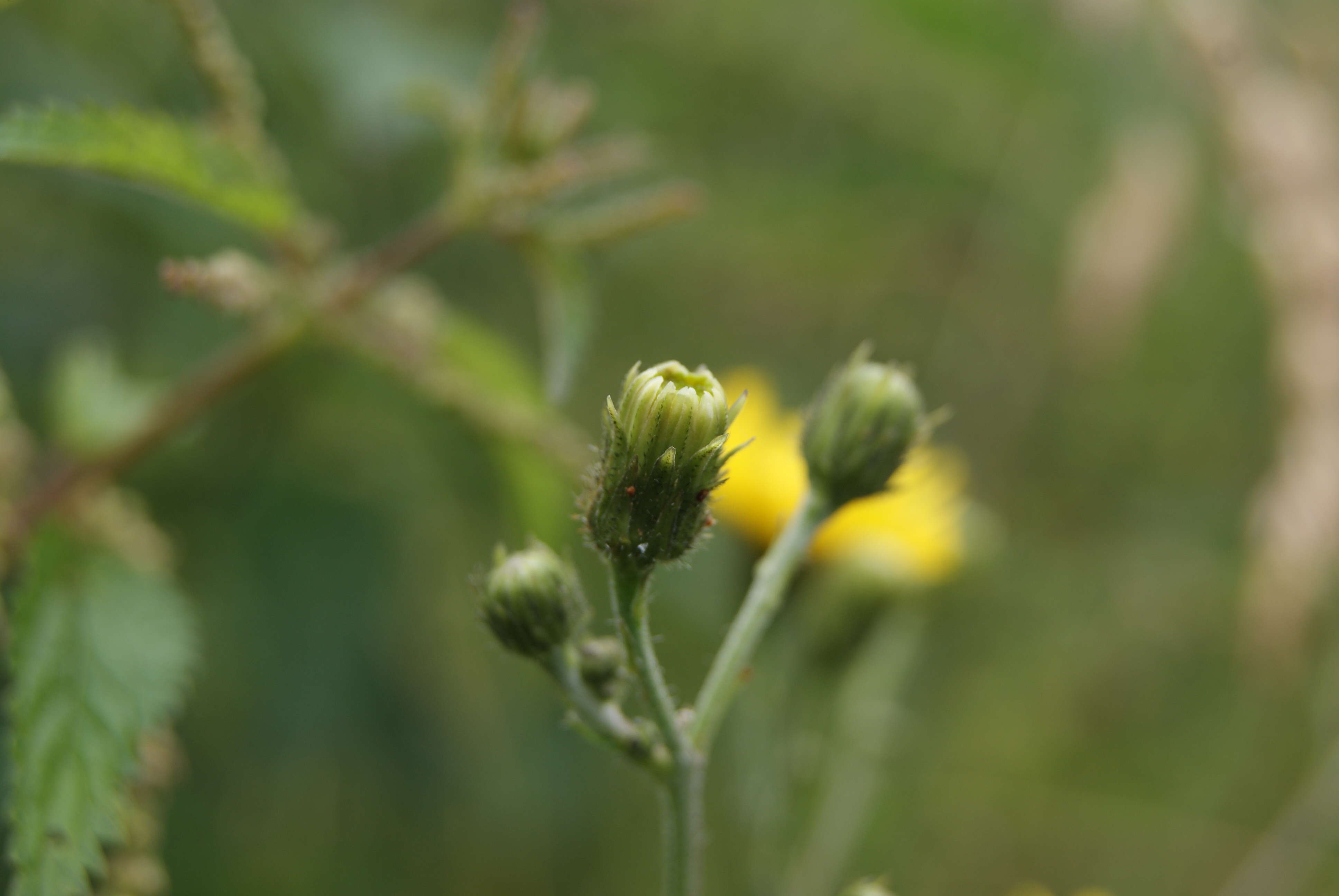 Hieracium laevigatum Willd. resmi