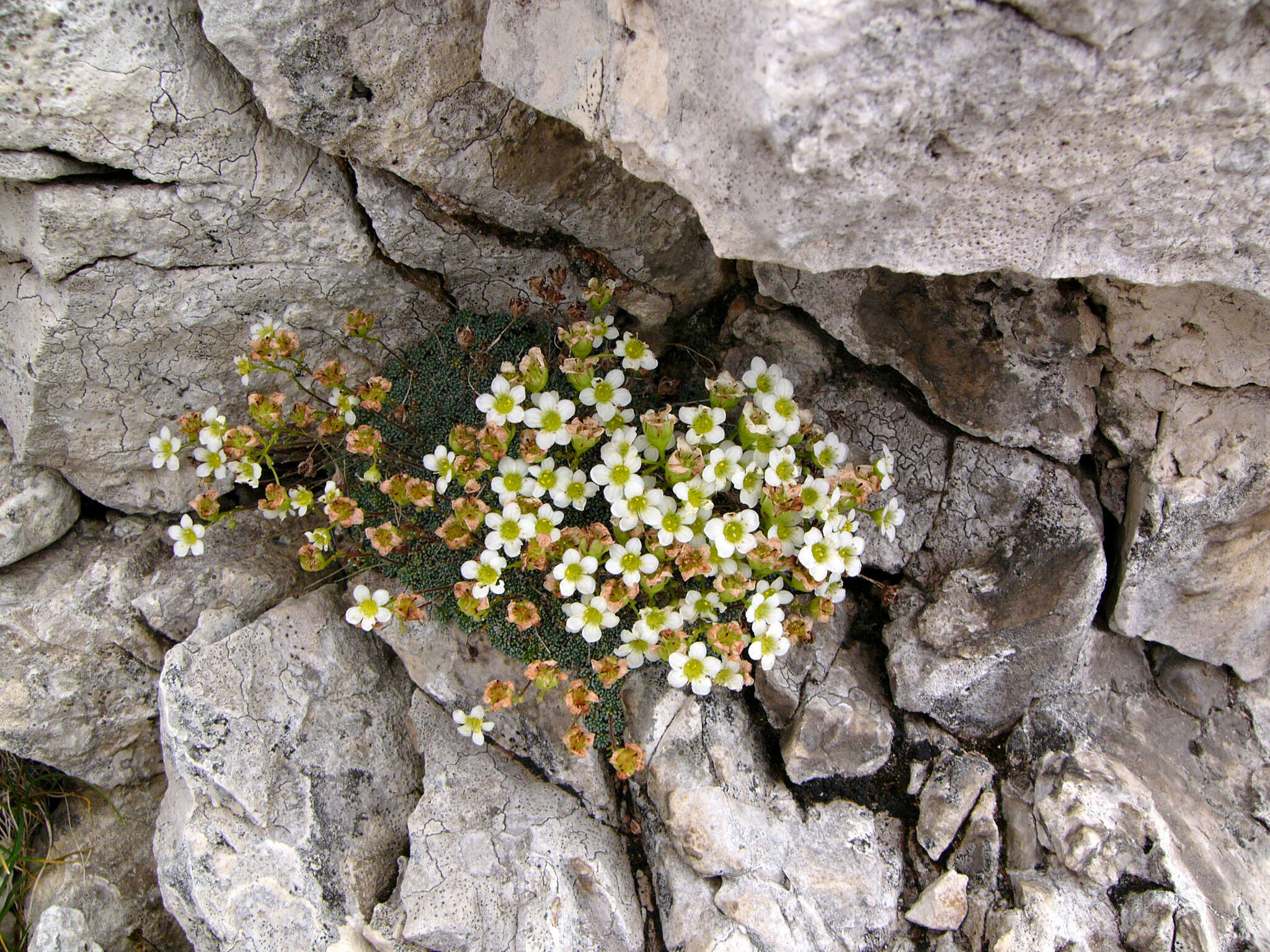 Sivun Saxifraga squarrosa Sieber kuva