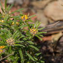 Слика од Pultenaea petiolaris Benth.