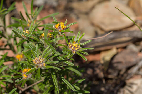 صورة Pultenaea petiolaris Benth.