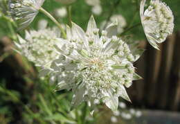 Imagem de Astrantia major L.