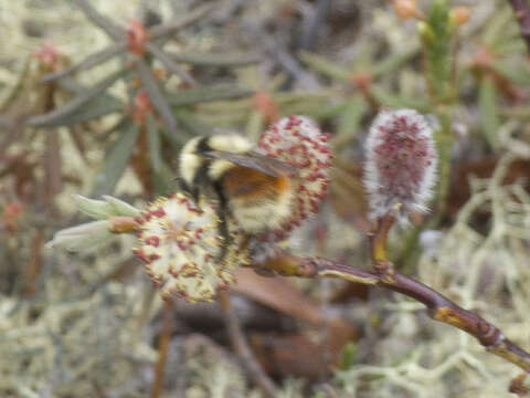 Слика од Bombus lapponicus (Fabricius 1793)