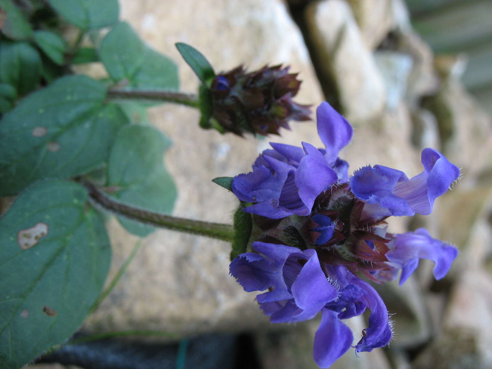 Image of large-flowered selfheal