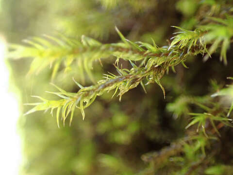 Image of Lawton's racomitrium moss